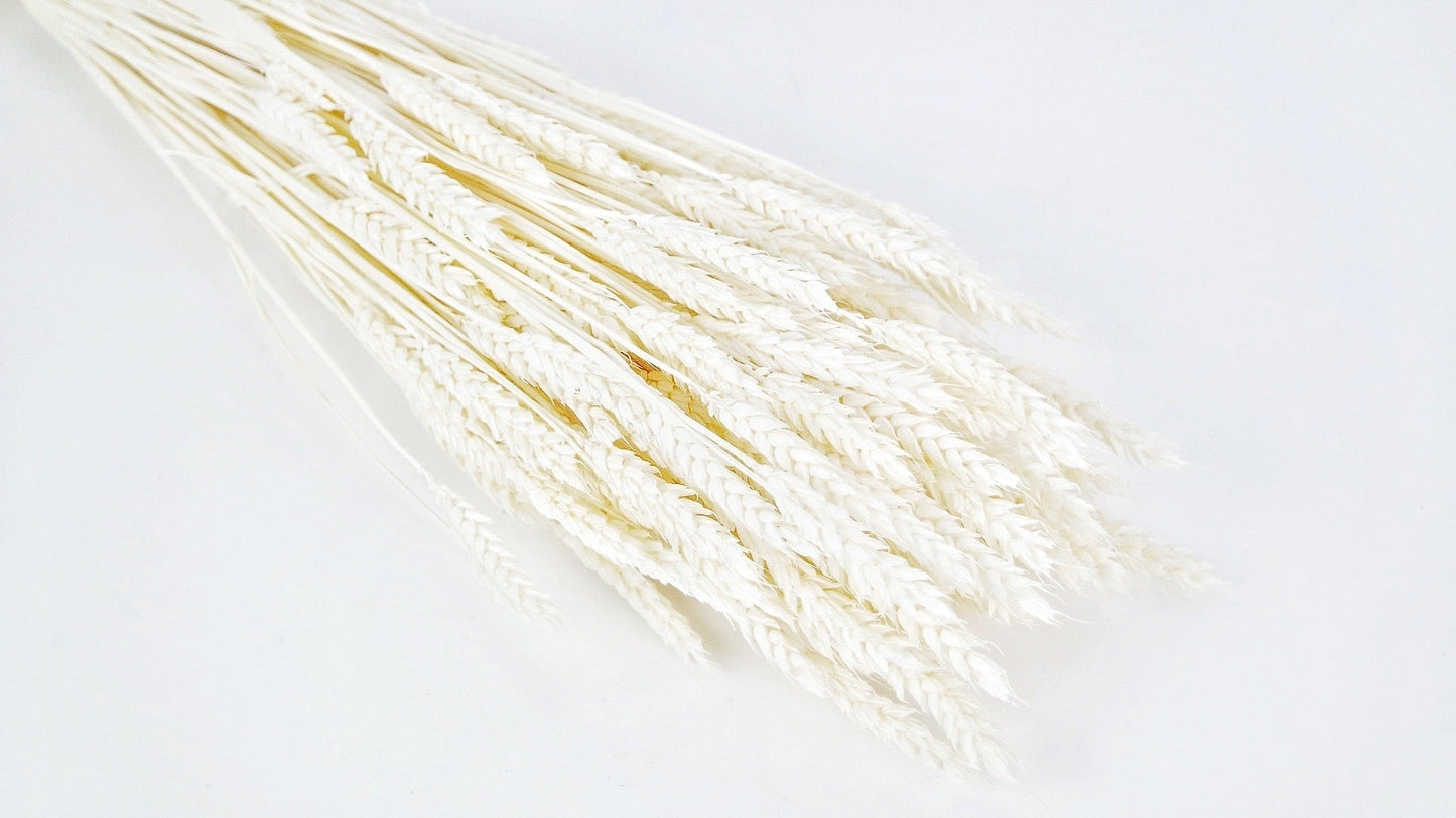botte de blé séché - 65cm / blanc