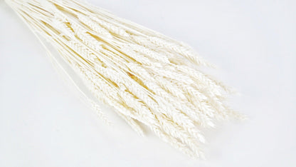 BOTTE DE BLÉ SÉCHÉ - 65cm / BLANC