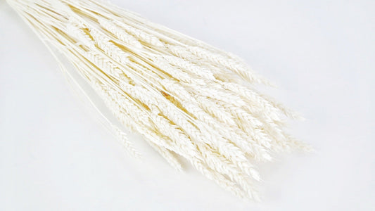 BOTTE DE BLÉ SÉCHÉ - 65cm / BLANC