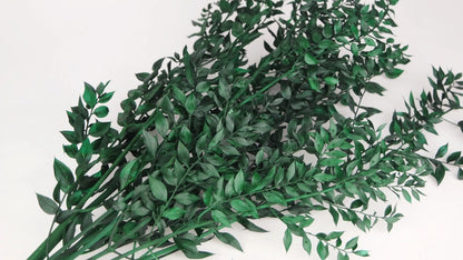 RUSCUS STABILISÉ - 75cm