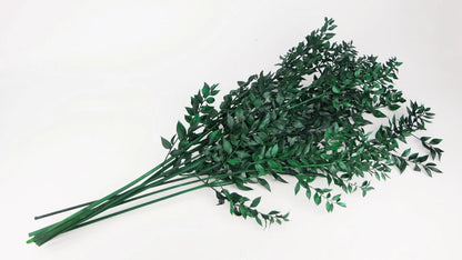 RUSCUS STABILISÉ - 75cm